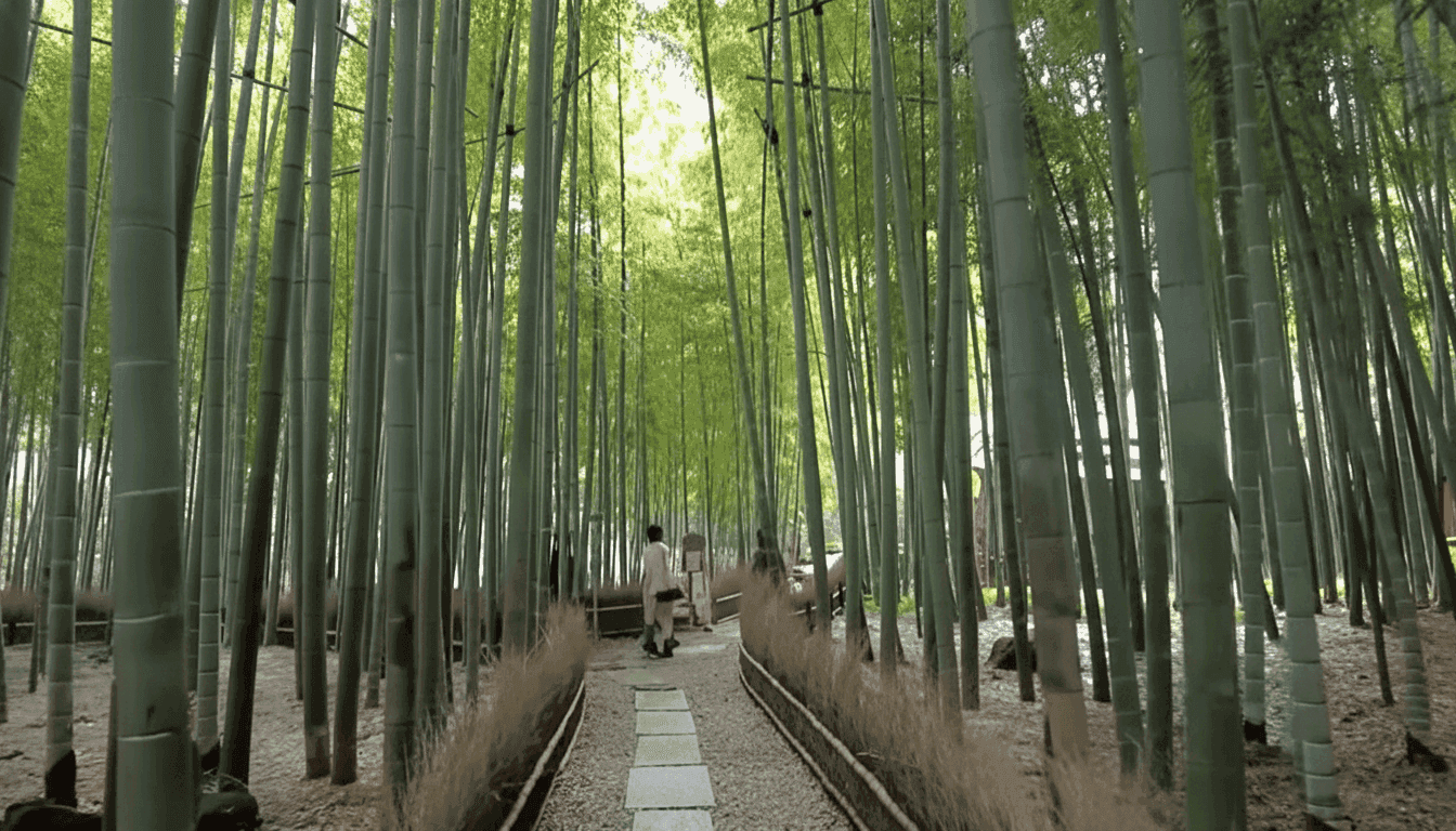 Stone path through a tall bamboo grove