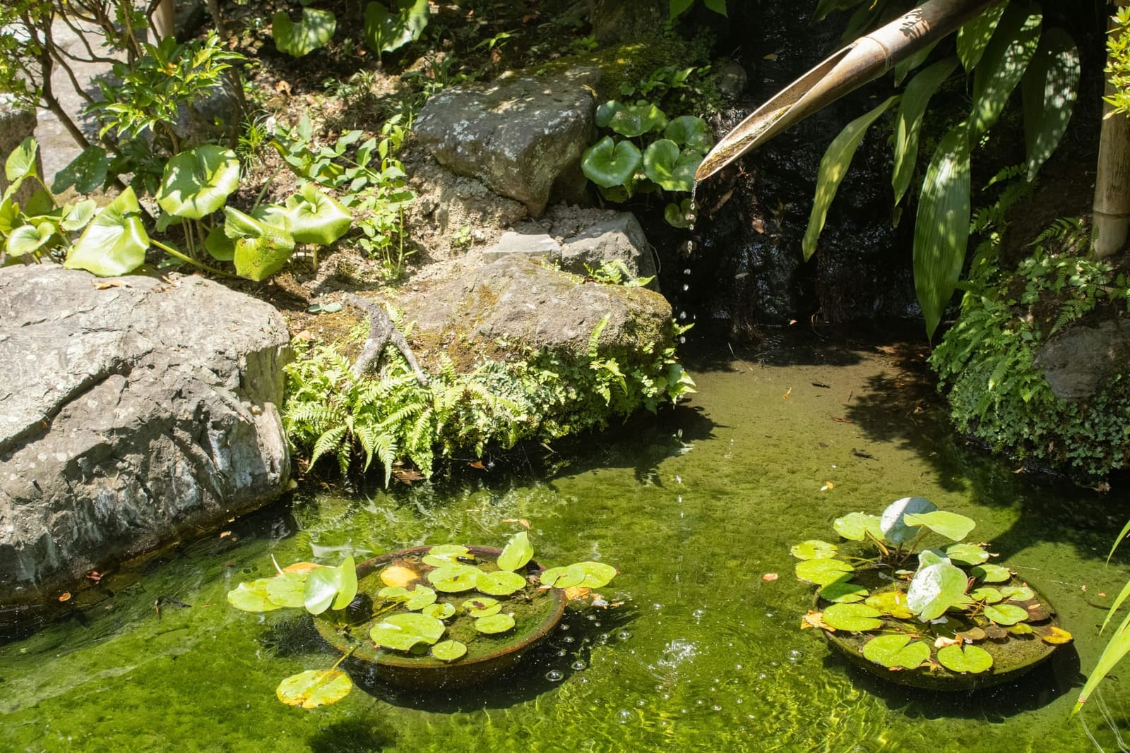 Mossy garden pond with a bamboo water spout and lily pads