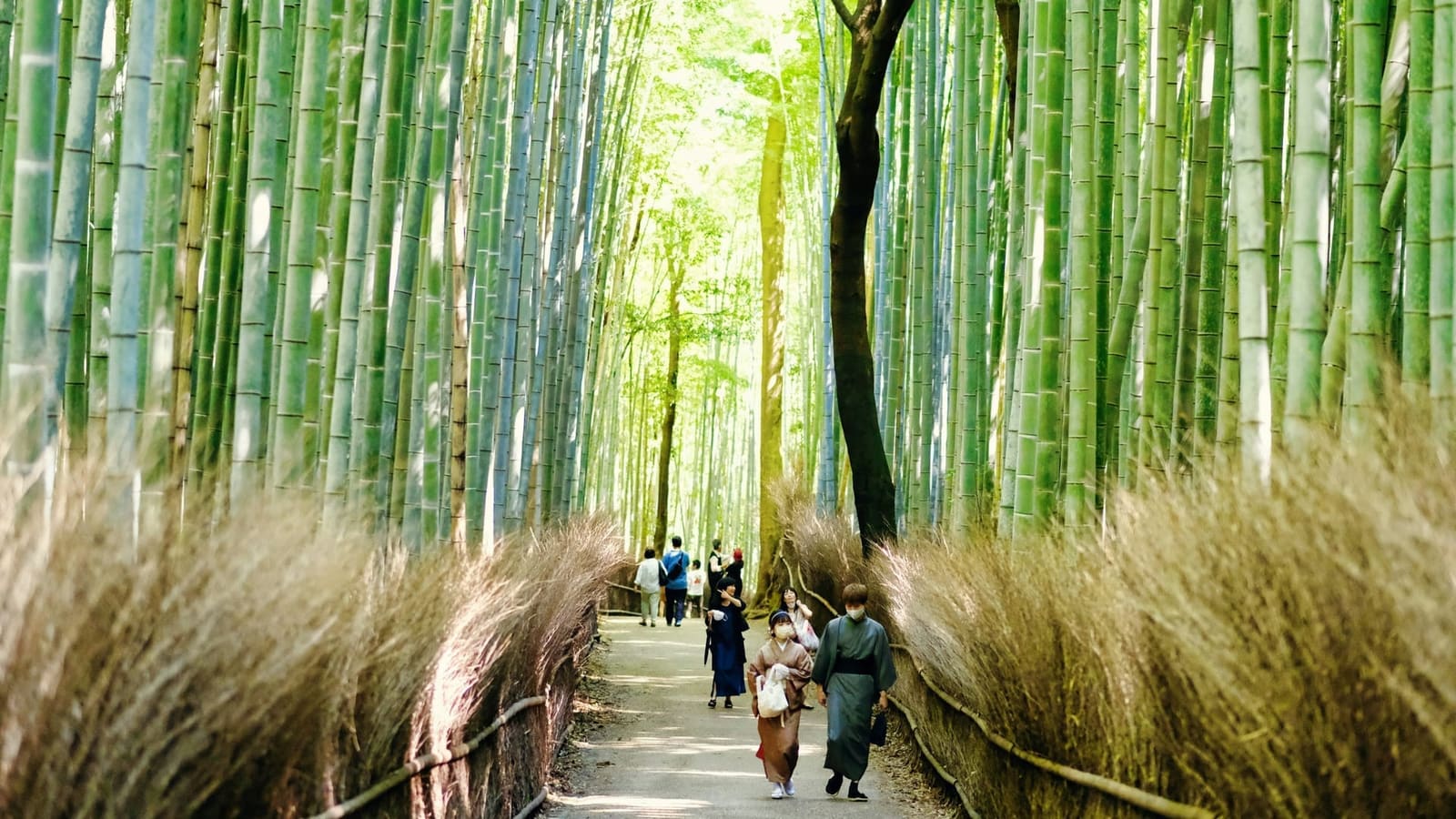 Visitors walking the path between tall bamboo stalks in the Arashiyama Bamboo Grove, Kyoto
