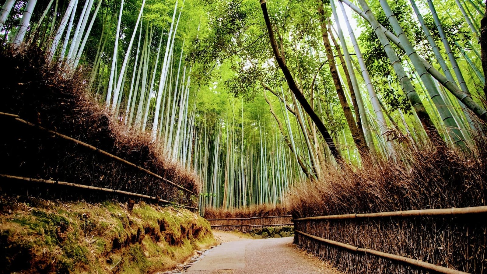 The bamboo grove path curving between tall bamboo and brushwood fences, with no one on it