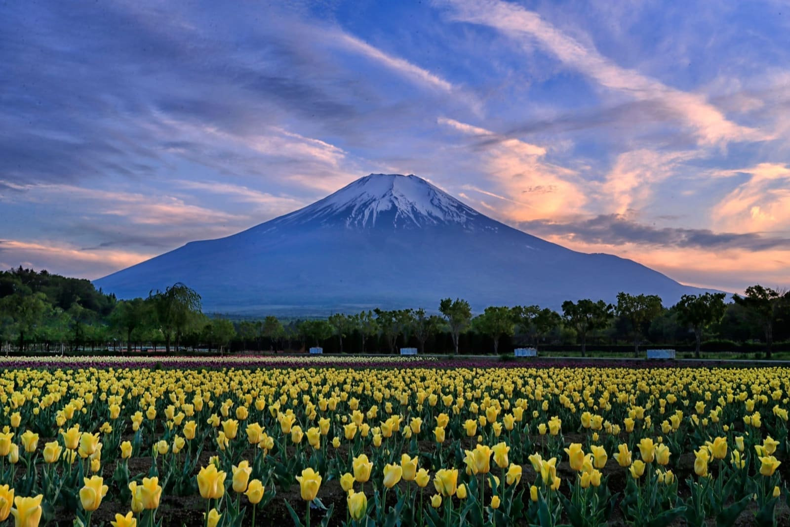 Yellow tulips in front of Mount Fuji under an evening sky at Oishi Park