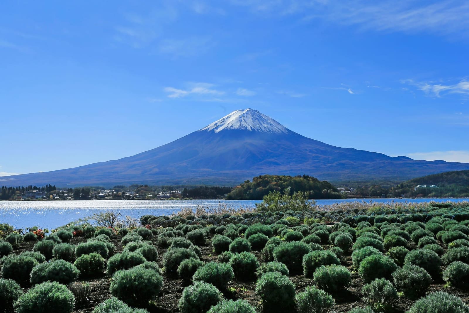 Rows of lavender plants before flowering on the Lake Kawaguchiko shore with Mount Fuji under a blue sky
