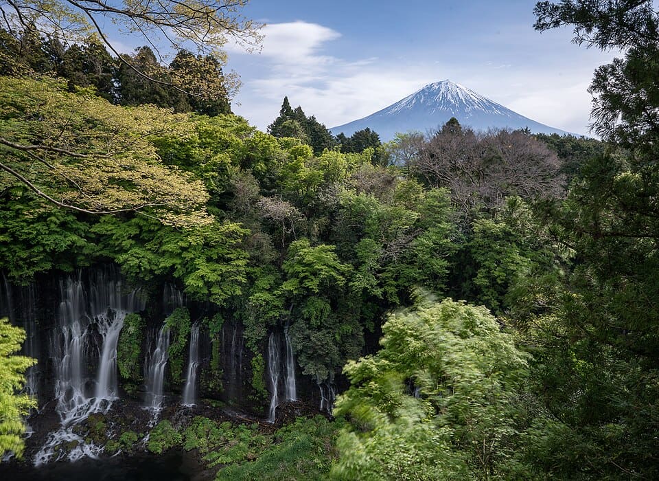 Shiraito Falls below forested slopes with snow-capped Mount Fuji visible above the trees on a clear day