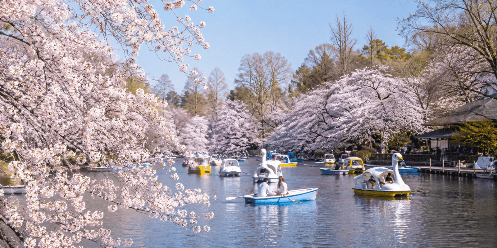 Inokashira Park's central pond with cherry blossoms and swan boats, Kichijoji, Tokyo, Japan