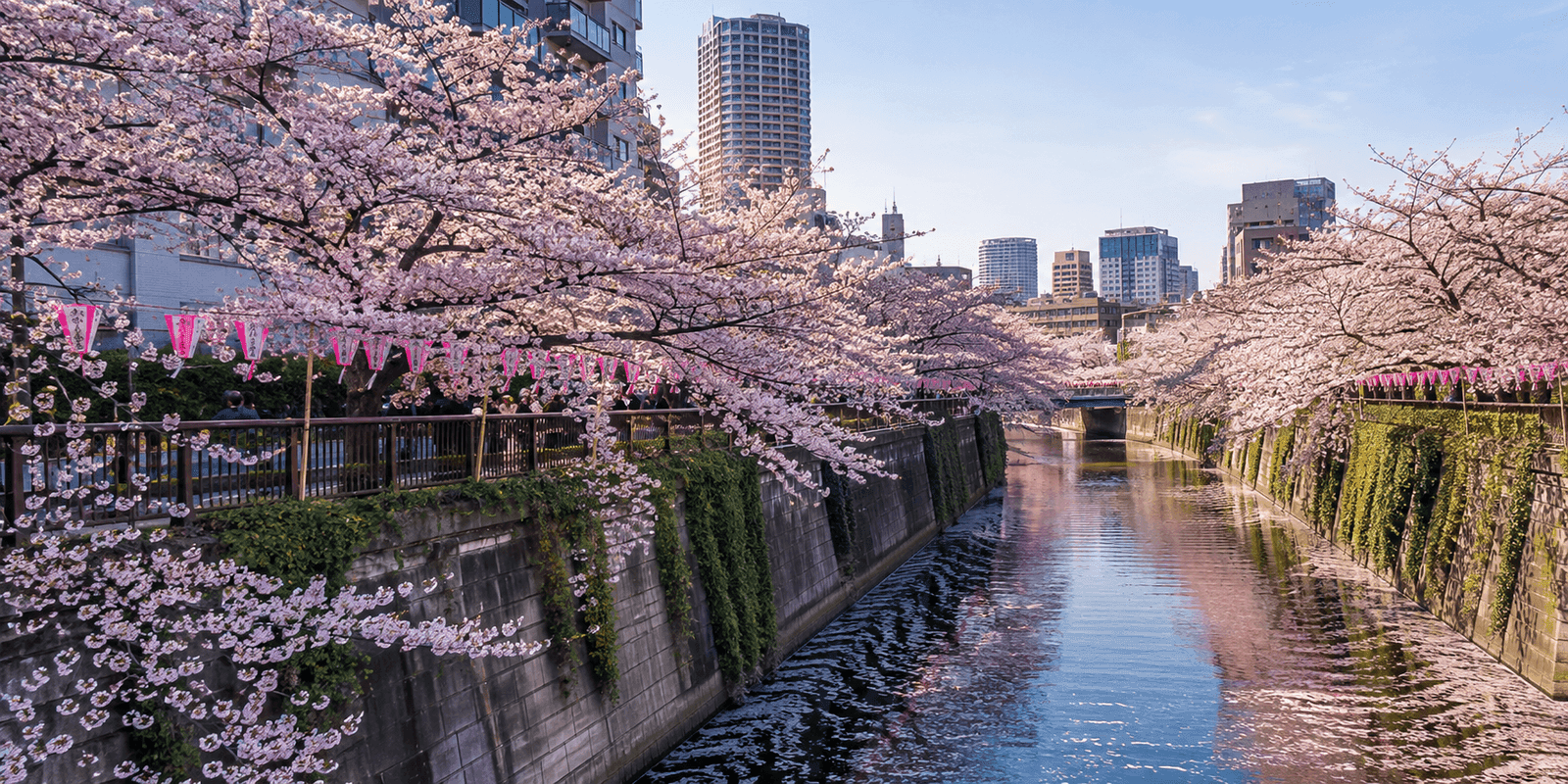 Cherry blossom canopy over the Meguro River near Nakano Bridge, Nakameguro, Tokyo, Japan