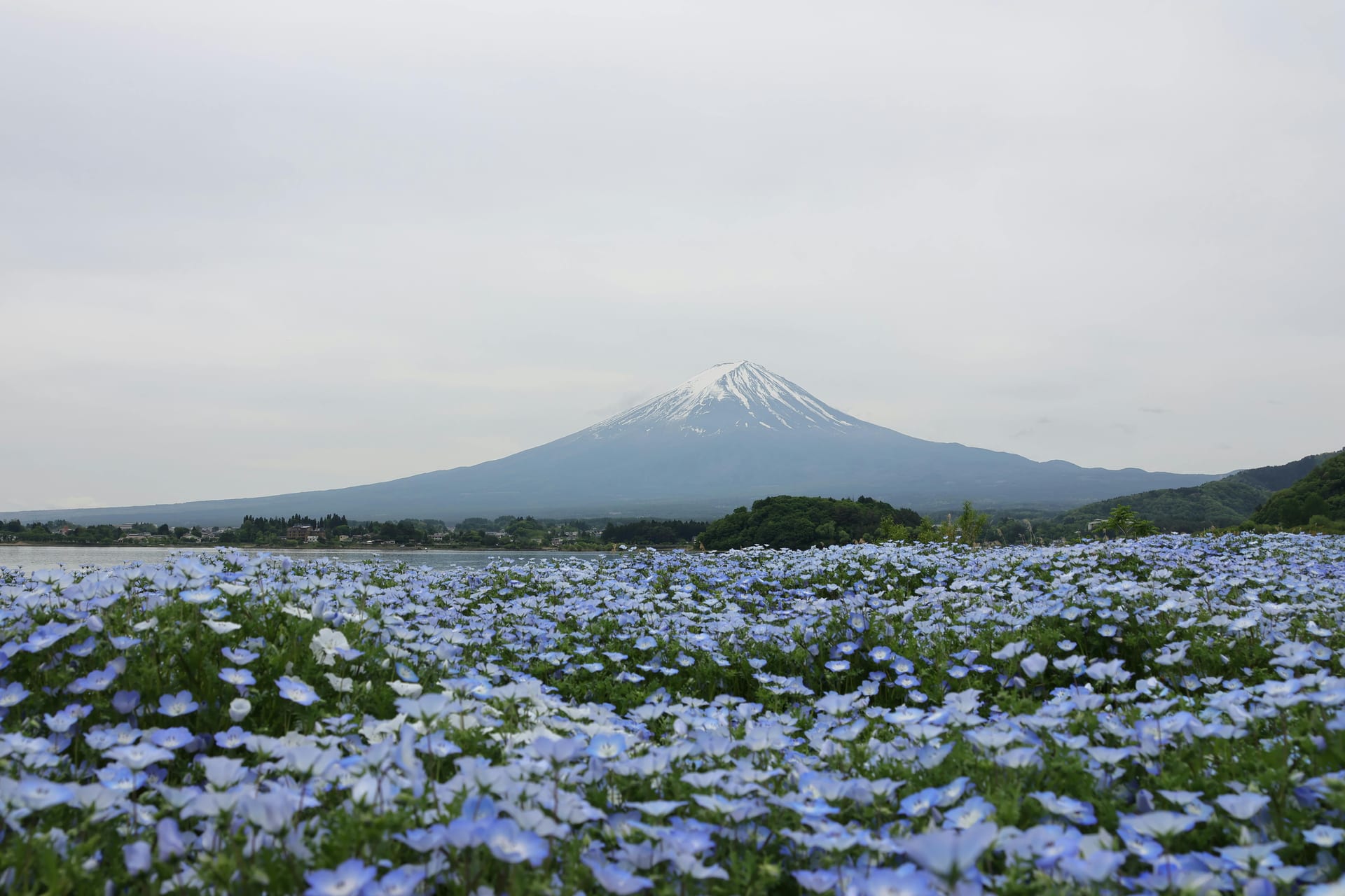 Field of small blue spring flowers in front of Lake Kawaguchiko and a hazy Mount Fuji
